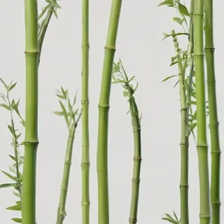 bamboo png