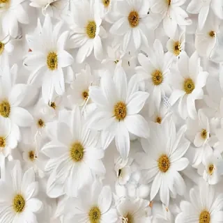 flower background white