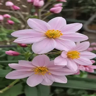 spring flowers
