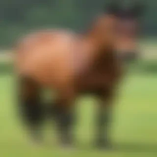 horses png
