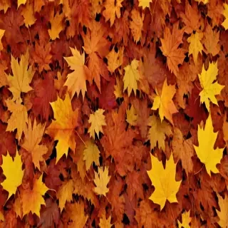fall png