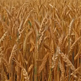 wheat png