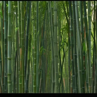 bamboo png