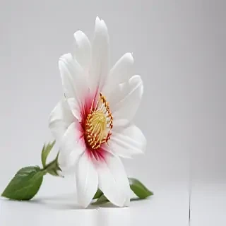 white background flower