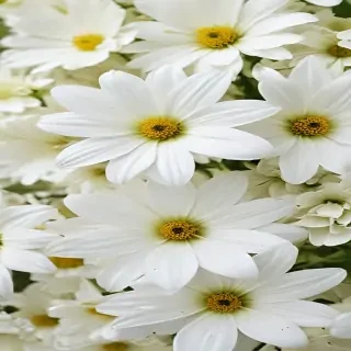 white flower wallpaper