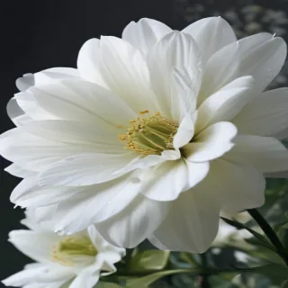 iphone white flower wallpaper