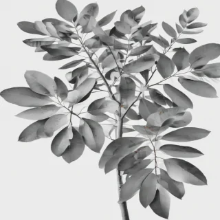eucalyptus clipart black and white