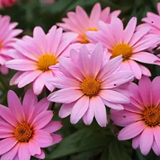 iphone flower nature wallpaper