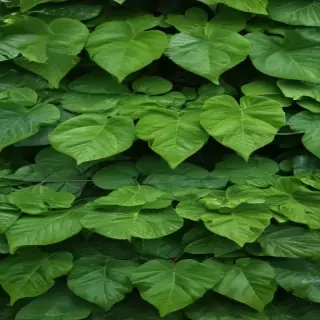 green leaves background