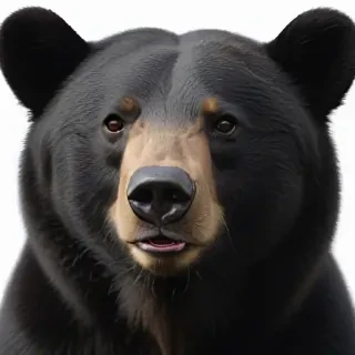 black bear png