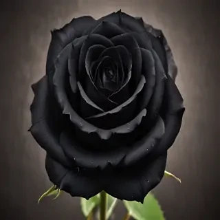 black rose photo