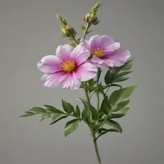wild flower png