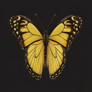 butter fly png