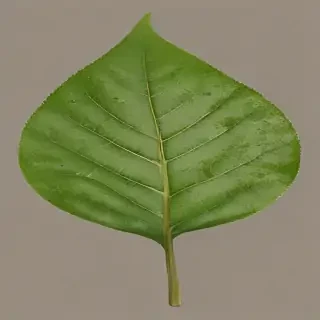 leaf png transparent
