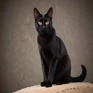 bombay cat breed