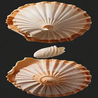 seashell png