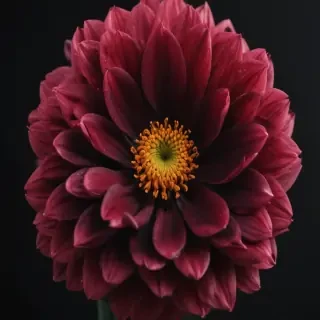 flower black background