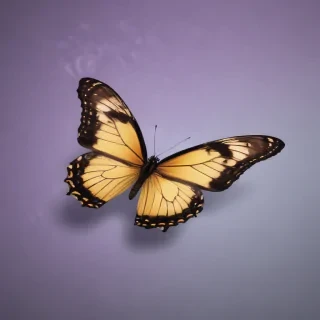wallpaper iphone butterfly