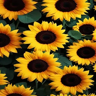 sunflower iphone background