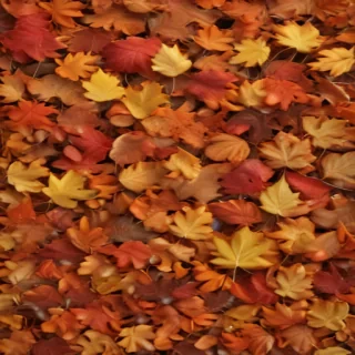 fall leaves aesthetic