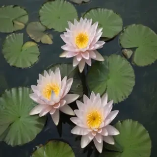 water lily png