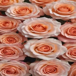 roses background aesthetic