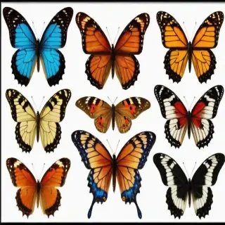 butterflies png