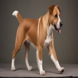 daniff dog breed