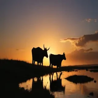 cow silhouette