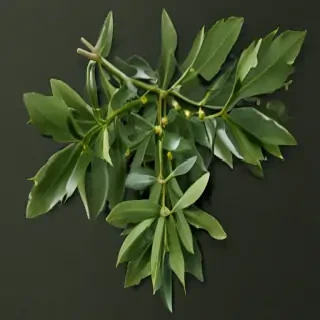 mistletoe png