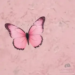 butterfly pink
