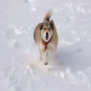 sno dog