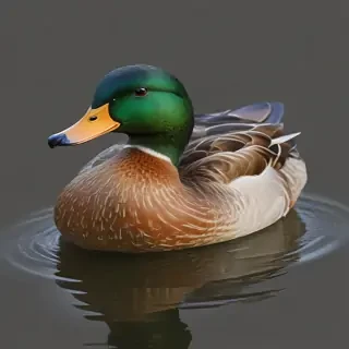 duck png