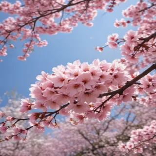 sakura flower