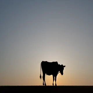 cow silhouette