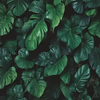 plant wallpaper iphone