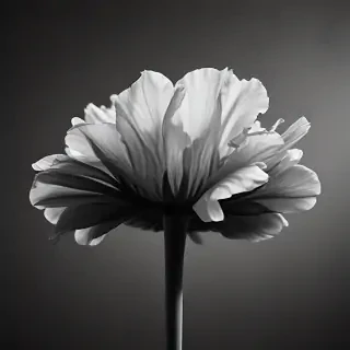 thank you black and white