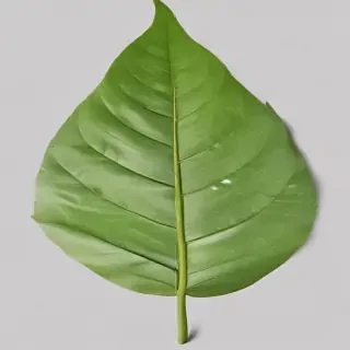 green leaf png