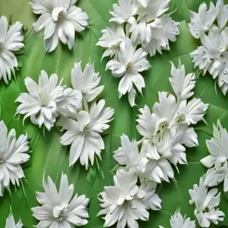 green and white backgrounds