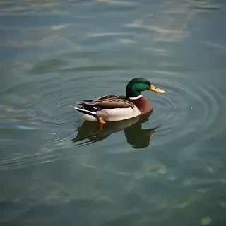 duck background