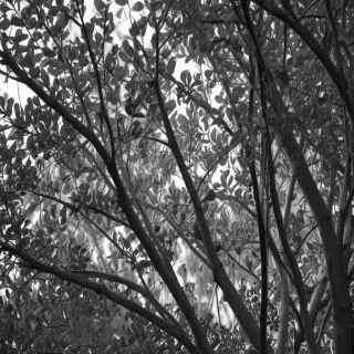 eucalyptus clipart black and white