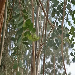 transparent eucalyptus