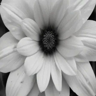 black and white flower