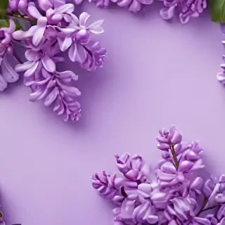 lilac background