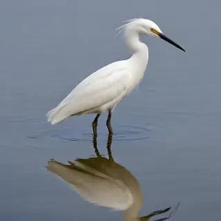 snowy egret