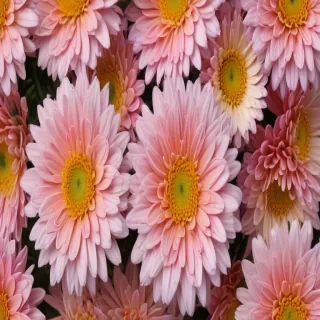 chrysanthemum png