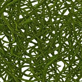 seaweed png
