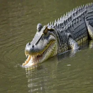 saltwater crocodile