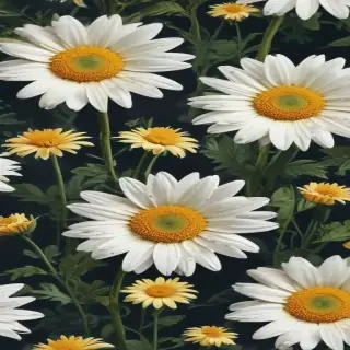 aesthetic daisy wallpaper