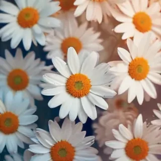 iphone daisy wallpaper